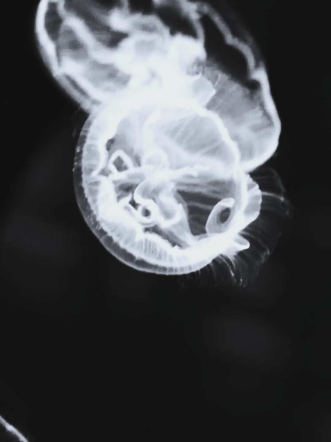 Jellyfish Ring